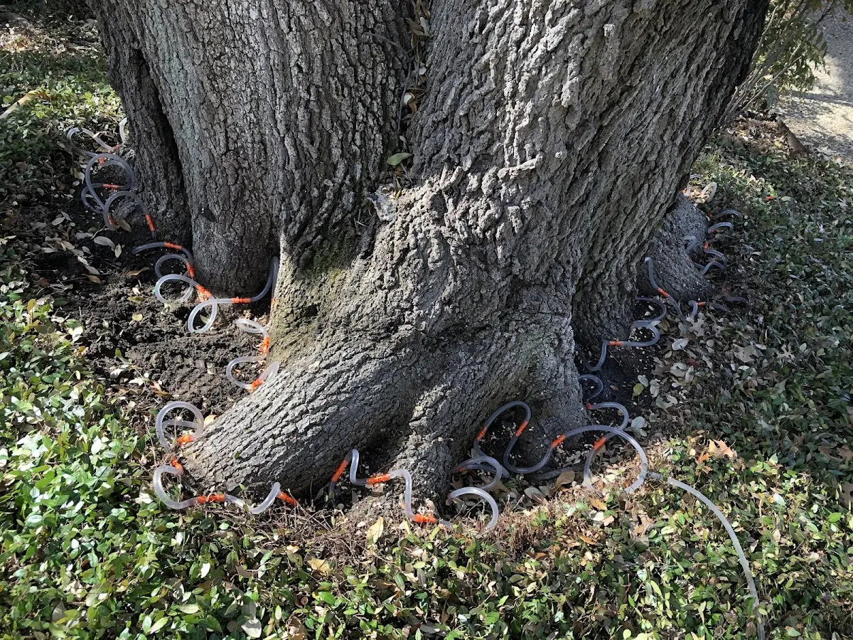 Detailed Tree Cabling and Bracing job site in Eckhart Mines