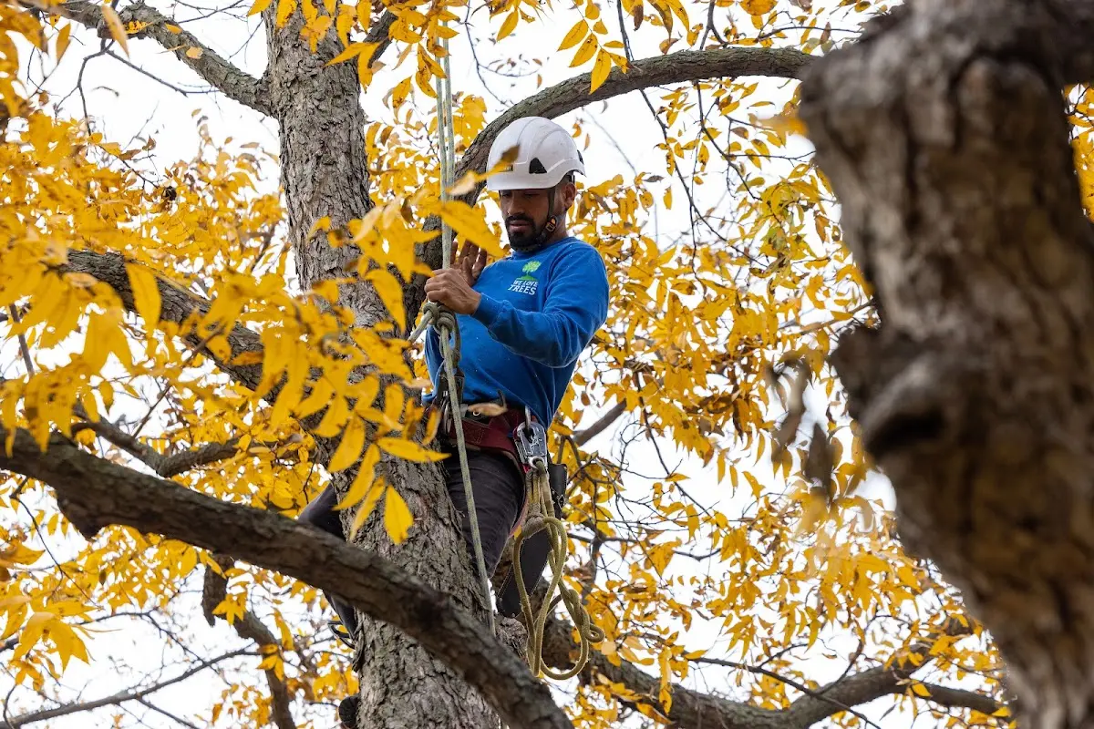 Skilled Tree Trimming crew working in Eckhart Mines
