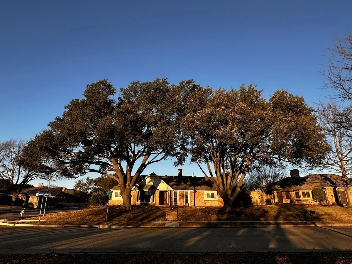 Established residential canopy tree shading a home in Eckhart Mines
