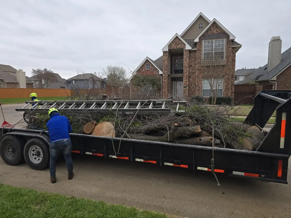 Expert Tree Removal with proper safety equipment in Eckhart Mines